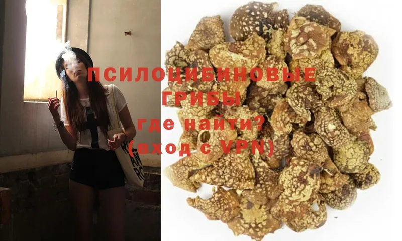 магазин продажи наркотиков  гидра сайт  Псилоцибиновые грибы Psilocybe  Змеиногорск 